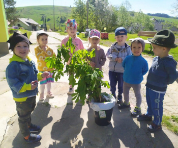 Materská škola / Výsadba stromčekov - Pagaštan konský - foto Materská škola / Výsadba stromčekov - Pagaštan konský - foto