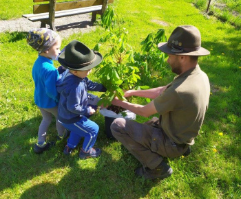 Materská škola / Výsadba stromčekov - Pagaštan konský - foto Materská škola / Výsadba stromčekov - Pagaštan konský - foto