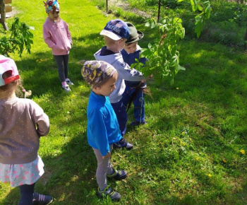 Materská škola / Výsadba stromčekov - Pagaštan konský - foto Materská škola / Výsadba stromčekov - Pagaštan konský - foto