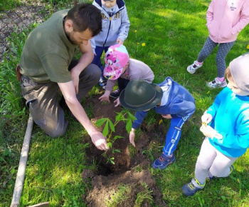 Materská škola / Výsadba stromčekov - Pagaštan konský - foto Materská škola / Výsadba stromčekov - Pagaštan konský - foto