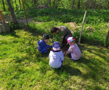 Materská škola / Výsadba stromčekov - Pagaštan konský - foto Materská škola / Výsadba stromčekov - Pagaštan konský - foto