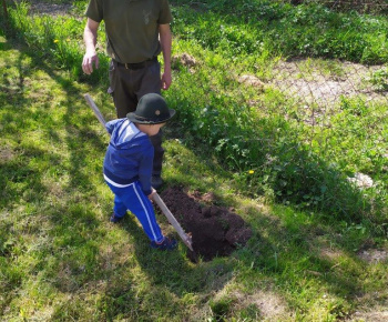 Materská škola / Výsadba stromčekov - Pagaštan konský - foto