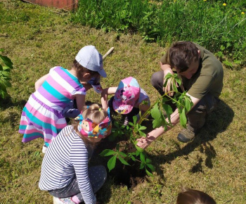 Materská škola / Výsadba stromčekov - Pagaštan konský - foto Materská škola / Výsadba stromčekov - Pagaštan konský - foto