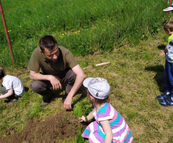 Materská škola / Výsadba stromčekov - Pagaštan konský - foto