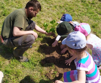 Materská škola / Výsadba stromčekov - Pagaštan konský - foto Materská škola / Výsadba stromčekov - Pagaštan konský - foto
