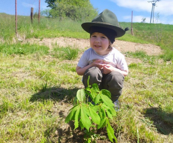 Materská škola / Výsadba stromčekov - Pagaštan konský - foto Materská škola / Výsadba stromčekov - Pagaštan konský - foto