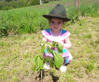 Materská škola / Výsadba stromčekov - Pagaštan konský - foto Materská škola / Výsadba stromčekov - Pagaštan konský - foto