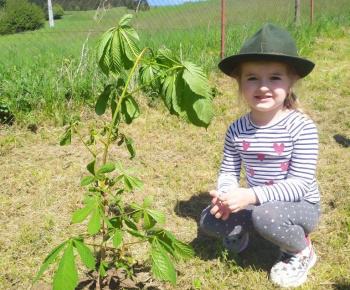 Materská škola / Výsadba stromčekov - Pagaštan konský - foto Materská škola / Výsadba stromčekov - Pagaštan konský - foto