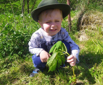 Materská škola / Výsadba stromčekov - Pagaštan konský - foto