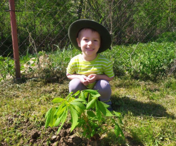 Materská škola / Výsadba stromčekov - Pagaštan konský - foto Materská škola / Výsadba stromčekov - Pagaštan konský - foto