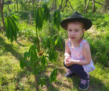 Materská škola / Výsadba stromčekov - Pagaštan konský - foto Materská škola / Výsadba stromčekov - Pagaštan konský - foto