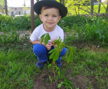 Materská škola / Výsadba stromčekov - Pagaštan konský - foto Materská škola / Výsadba stromčekov - Pagaštan konský - foto