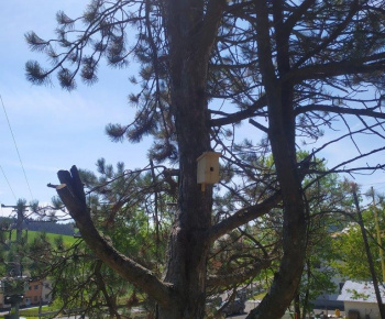 Materská škola / Výsadba stromčekov - Pagaštan konský - foto Materská škola / Výsadba stromčekov - Pagaštan konský - foto