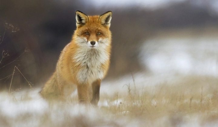 Orálna vakcinácia líšok proti besnote - jesenná kampaň 2020