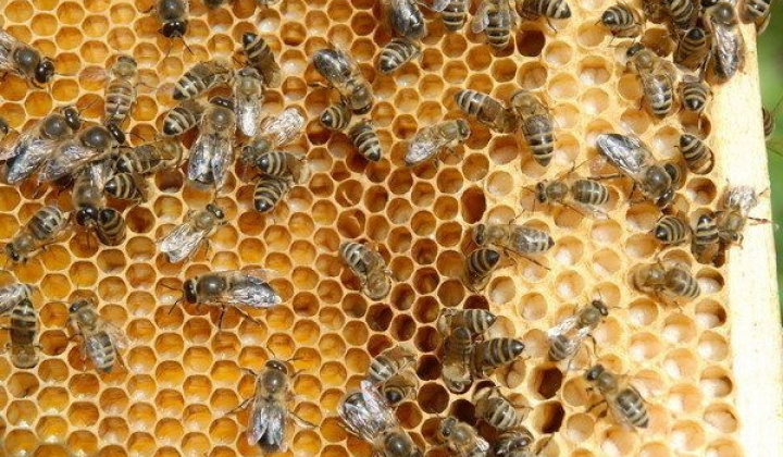 Veterinárne opatrenia na likvidáciu nebezpečnej nákazy včiel - Mor včelieho plodu